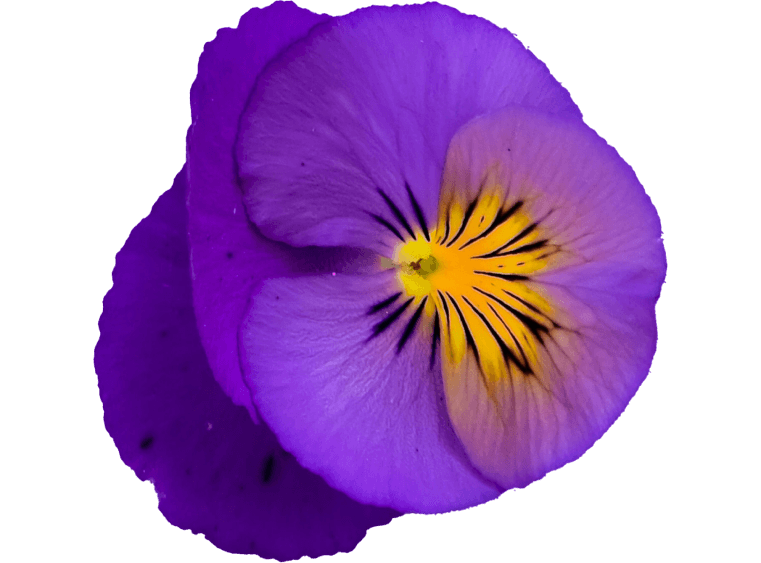 Pansy Origins Image