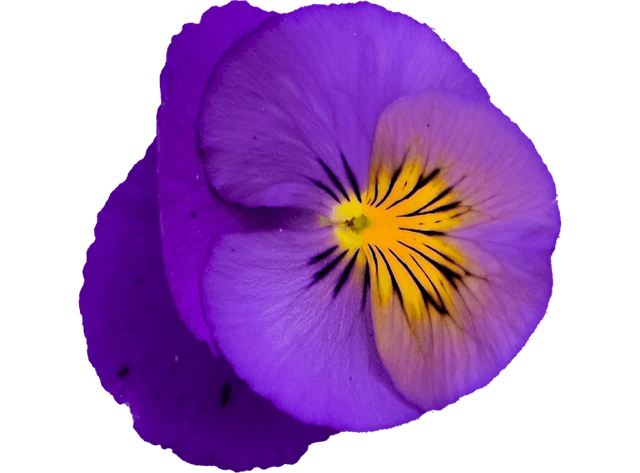 Pansy Origins Image